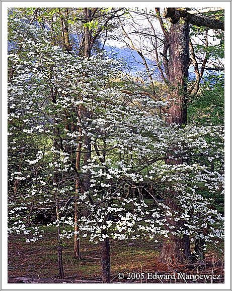 450373   Dogwoods in Cade Cove, SMNP 